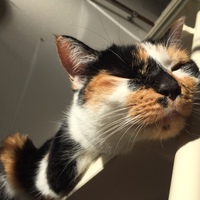 おこげ