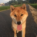目がクリっとした可愛い♡柴犬
