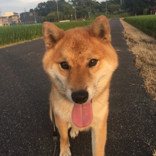 目がクリっとした可愛い♡柴犬