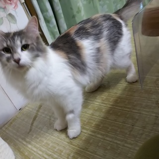 リタイア避妊済み 3歳 県外お断り