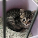 急募！1ヶ月の子猫の里親