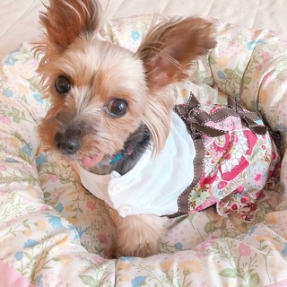 芦原（あわら）ちゃん可愛い女の子です