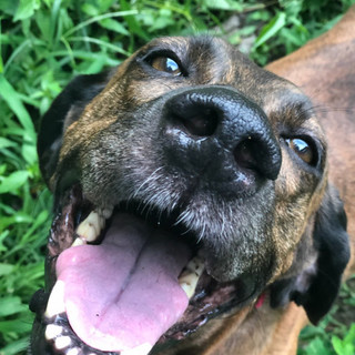 プロットハウンドの女の子。モカ♪安定した子です。