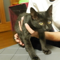 生後3ヶ月のかわいい黒猫男子