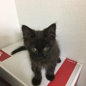 保護しました。黒の女の子です