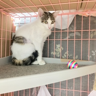 アイラインおめめバッチリ☆美猫キジシロ君