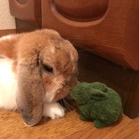 ぷぷ
