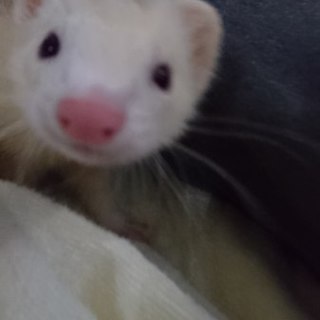 ピーターソン１歳、白（１７年８月生まれ）女の子