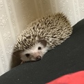 元気いっぱい二匹のハリネズミ( ¨̮ )