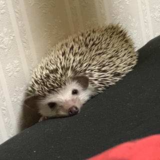 元気いっぱい二匹のハリネズミ( ¨̮ )