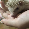 元気いっぱい二匹のハリネズミ( ¨̮ ) サムネイル2