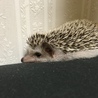 元気いっぱい二匹のハリネズミ( ¨̮ ) サムネイル3