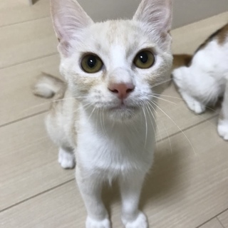 すぐにフミフミ♪甘えん坊の男の子