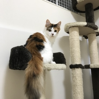 穏やかで人が好きな長毛三毛♪