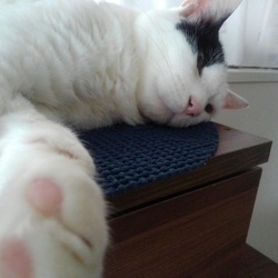 かわいいやつめ