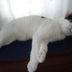 「かわいいやつめ」サムネイル2