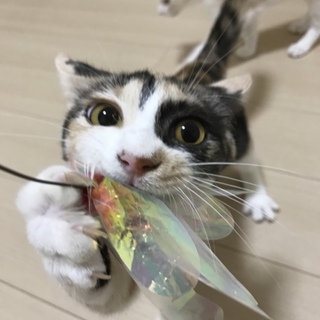 遊び好き♪個性的なマダラ三毛
