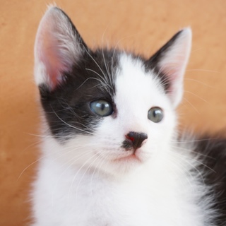 7月初め頃生まれの男の子