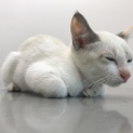 生後約2、3ヶ月の子猫 里親募集です