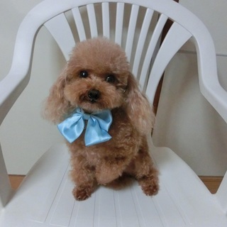 家族の一員として可愛がって下さる方