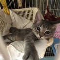 グレートラ柄ゴロゴロ甘えん坊アーク君