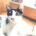 元気な7兄弟の子猫たち