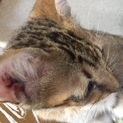 4ヶ月 双子の子猫