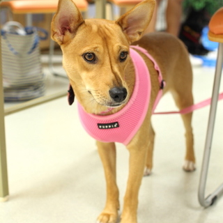 【決定】mix♀ ポンカンちゃん 1歳