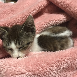 甘えん坊の3ヶ月のナツ君です！