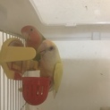 里親様が無事に決まりました！