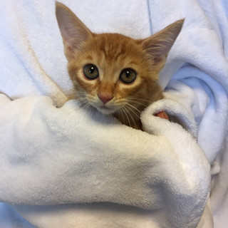 3ヶ月未満の珍しい茶トラのメスちゃん