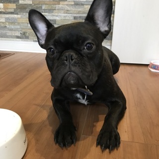 里親決まりました。ありがとうございました。