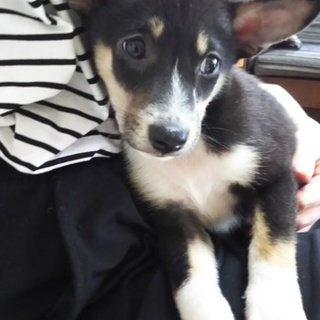 男の勲章付きの僕!!