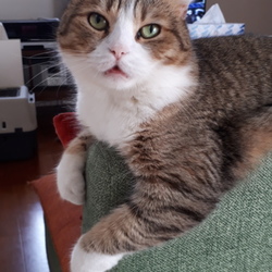 あっちのソファにしてくれる？