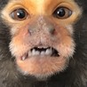 たいらのあやか