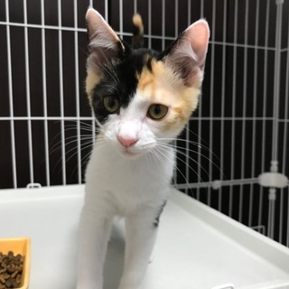 生後約3か月美人三毛子里親さん募集！