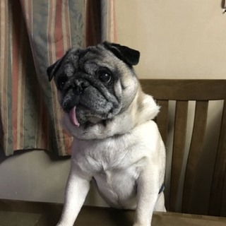 パグ ８年 