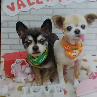 チワワの老夫婦犬の里親募集です。助けて下さい！