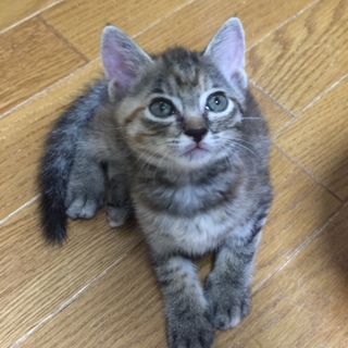 ムギワラ美形三姉妹（みはり）