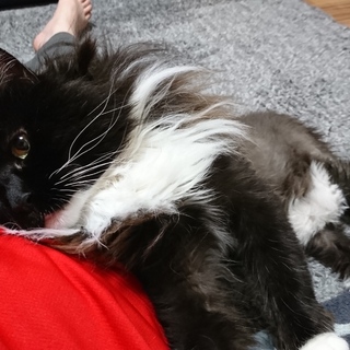 避妊済み、メインクーン♀