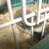 ハリネズミさん⚠️慣れていません サムネイル2