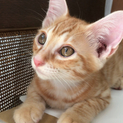 4月20日生まれの子猫差し上げます。