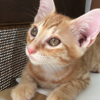 4月20日生まれの子猫差し上げます。