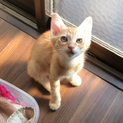 4月20日生まれの子猫差し上げます。