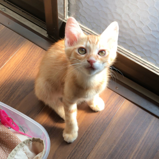 4月20日生まれの子猫差し上げます。