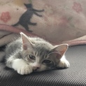 生後三ヶ月の仔猫の里親募集