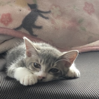 生後三ヶ月の仔猫の里親募集