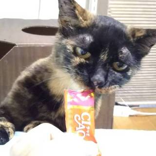 甘えん坊サビのアンモさん！