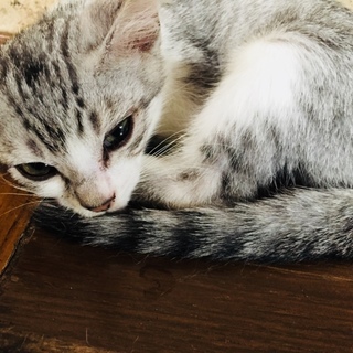 サバ白の可愛い男の子！