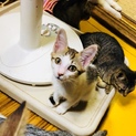 可愛いキジ白！おはぎちゃん。